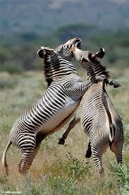 masai Kenya safari