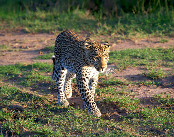 Kenya big five safari