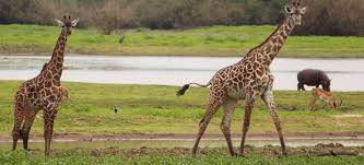 Nairobi national park Bomas of Kenya Railway museum