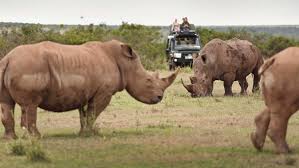 Travel Kenya safari is a great safari from Nairobi