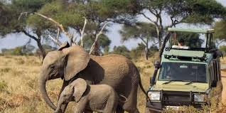 Kenya Safari Holiday is a memorable Safari from Mombasa to Tsavo East